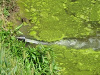 Filtered Water Return to turf grass center Pond