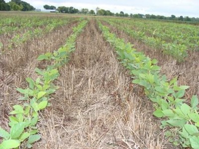 No-Till Beans